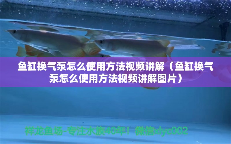 魚缸換氣泵怎么使用方法視頻講解（魚缸換氣泵怎么使用方法視頻講解圖片）