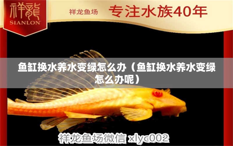 魚缸換水養(yǎng)水變綠怎么辦（魚缸換水養(yǎng)水變綠怎么辦呢） 祥龍水族醫(yī)院