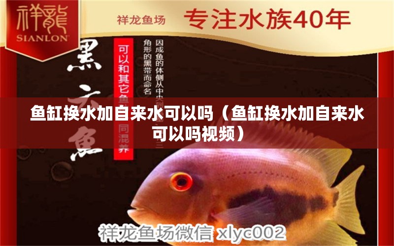 魚缸換水加自來水可以嗎（魚缸換水加自來水可以嗎視頻） 斑馬鴨嘴魚