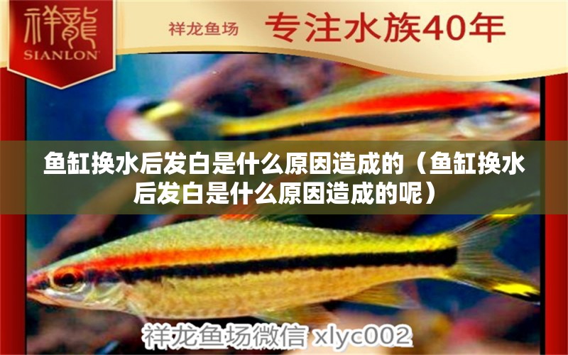 魚(yú)缸換水后發(fā)白是什么原因造成的（魚(yú)缸換水后發(fā)白是什么原因造成的呢）