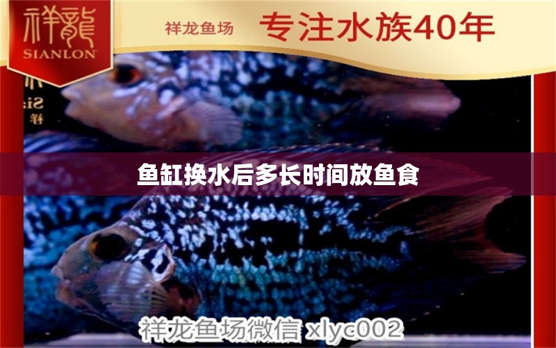 魚缸換水后多長時間放魚食 祥龍魚場