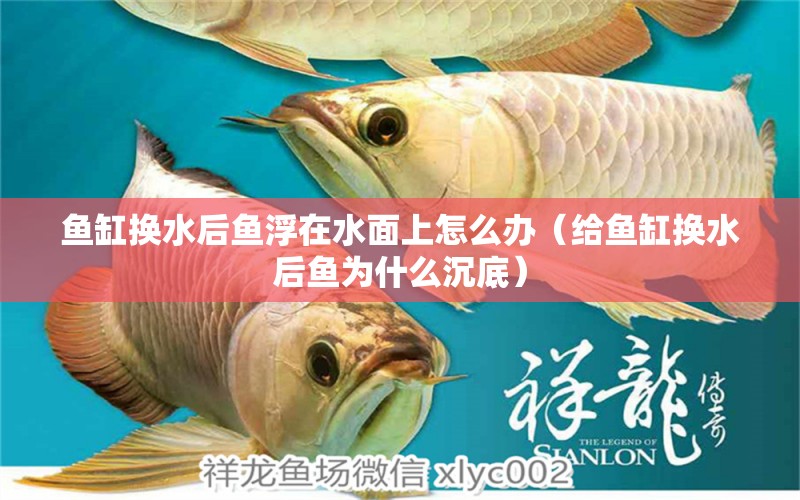 魚缸換水后魚浮在水面上怎么辦（給魚缸換水后魚為什么沉底）