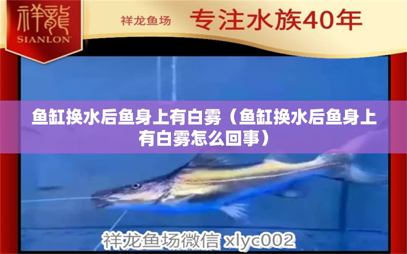 魚缸換水后魚身上有白霧（魚缸換水后魚身上有白霧怎么回事）