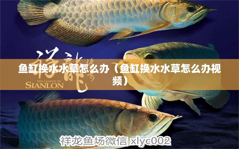 魚缸換水水草怎么辦（魚缸換水水草怎么辦視頻）