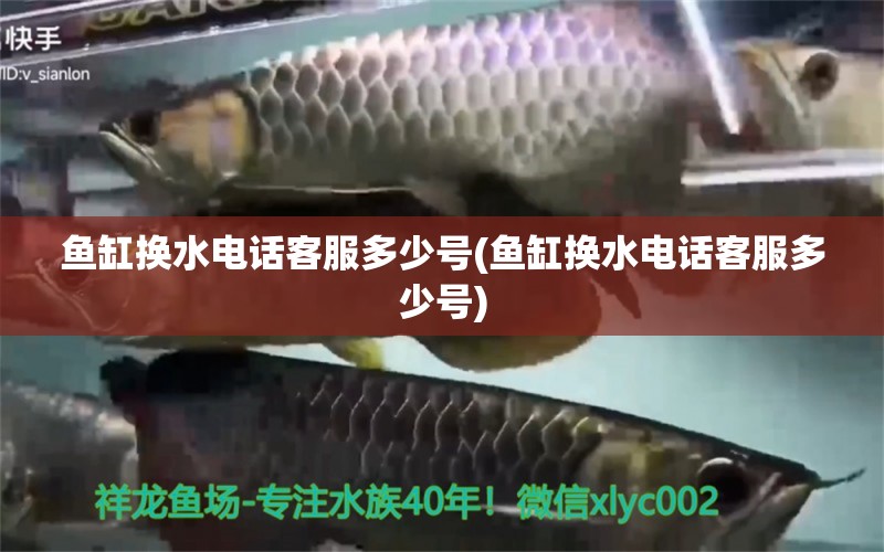 魚缸換水電話客服多少號(魚缸換水電話客服多少號) 白子紅龍魚