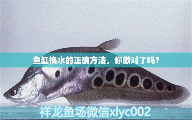 魚缸換水的正確方法，你做對了嗎？