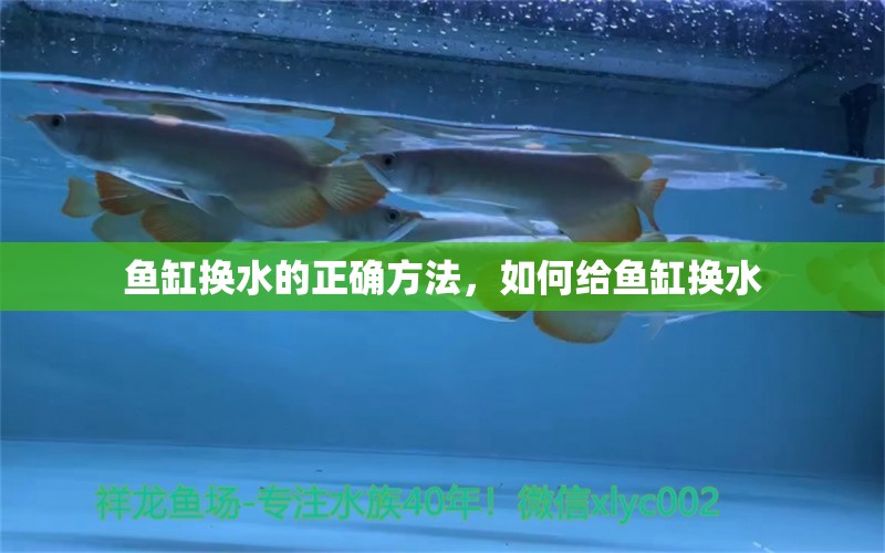 魚缸換水的正確方法，如何給魚缸換水 赤荔鳳冠魚 第1張