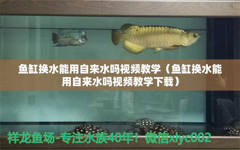 魚缸換水能用自來水嗎視頻教學(xué)（魚缸換水能用自來水嗎視頻教學(xué)下載） 祥龍水族醫(yī)院