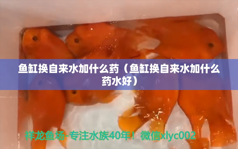 魚缸換自來水加什么藥（魚缸換自來水加什么藥水好）