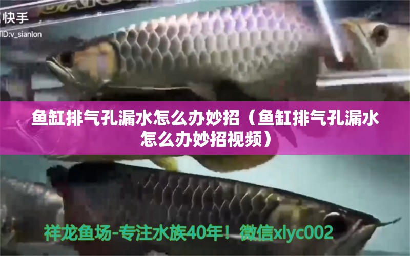 魚缸排氣孔漏水怎么辦妙招（魚缸排氣孔漏水怎么辦妙招視頻）