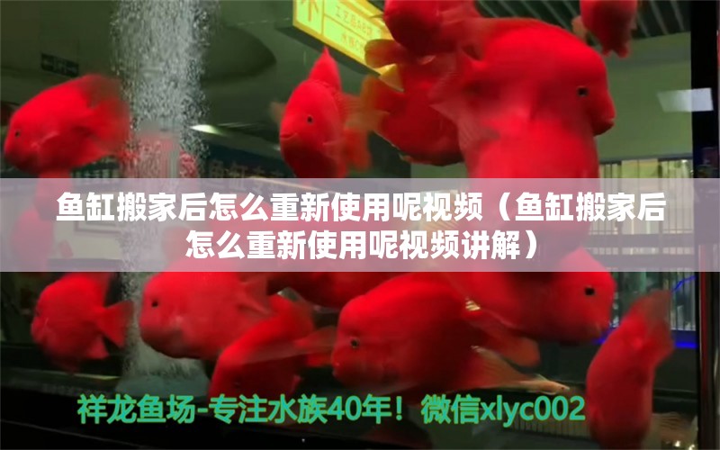 魚缸搬家后怎么重新使用呢視頻（魚缸搬家后怎么重新使用呢視頻講解） 九鼎魚缸