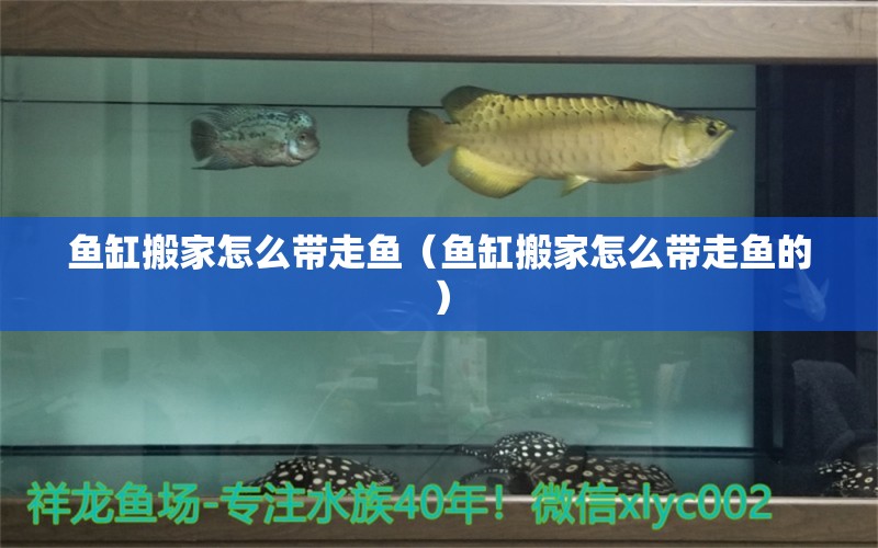 魚缸搬家怎么帶走魚（魚缸搬家怎么帶走魚的）