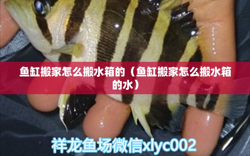 魚缸搬家怎么搬水箱的（魚缸搬家怎么搬水箱的水）