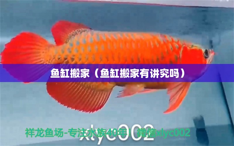 魚(yú)缸搬家（魚(yú)缸搬家有講究嗎） 廣州龍魚(yú)批發(fā)市場(chǎng) 第1張