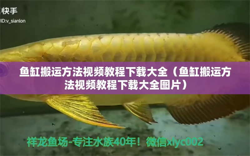 魚缸搬運方法視頻教程下載大全（魚缸搬運方法視頻教程下載大全圖片）