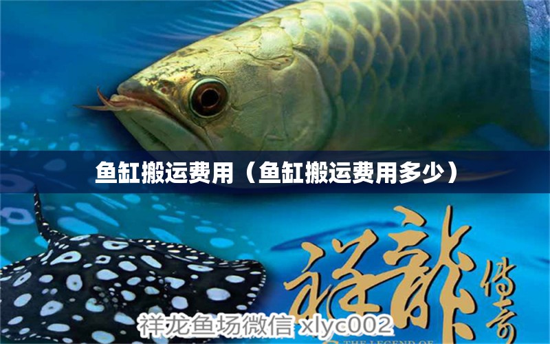 魚缸搬運(yùn)費(fèi)用（魚缸搬運(yùn)費(fèi)用多少） 祥龍魚場(chǎng)