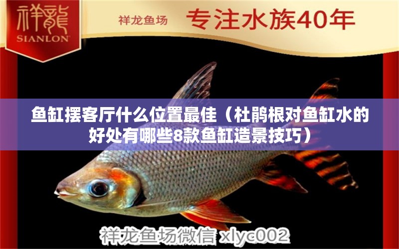 魚缸擺客廳什么位置最佳（杜鵑根對魚缸水的好處有哪些8款魚缸造景技巧） 魚缸風水 第2張