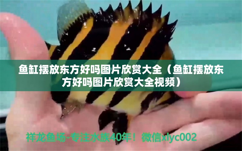 魚缸擺放東方好嗎圖片欣賞大全（魚缸擺放東方好嗎圖片欣賞大全視頻）