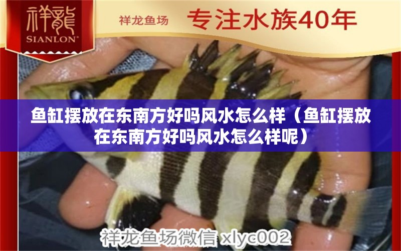 魚(yú)缸擺放在東南方好嗎風(fēng)水怎么樣（魚(yú)缸擺放在東南方好嗎風(fēng)水怎么樣呢） 魚(yú)缸風(fēng)水