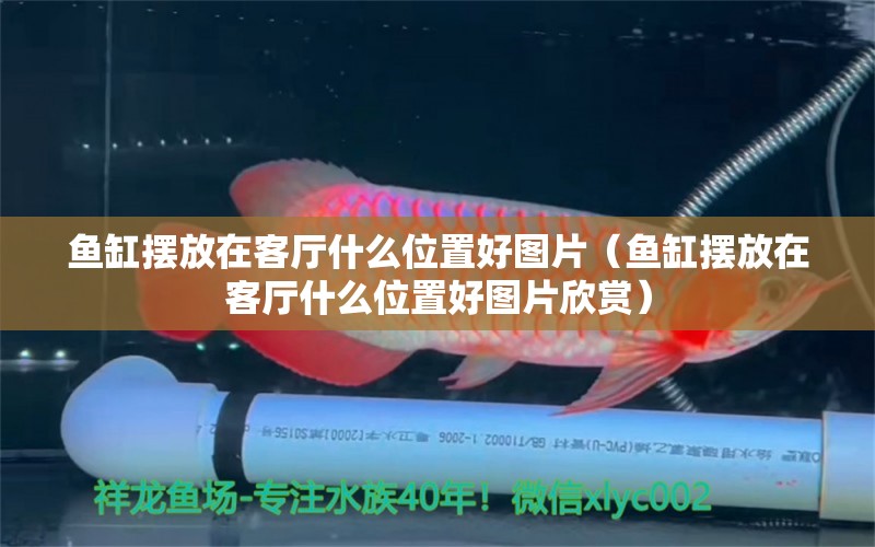 魚缸擺放在客廳什么位置好圖片（魚缸擺放在客廳什么位置好圖片欣賞）