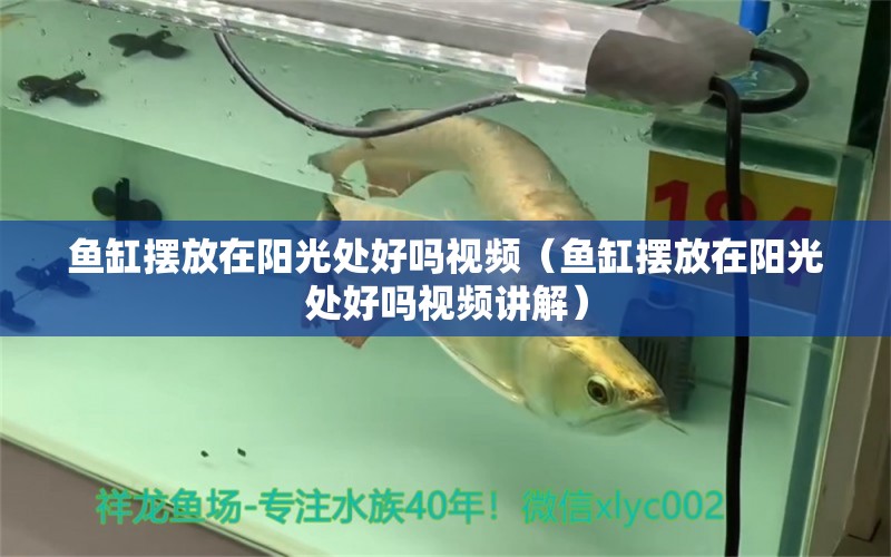 魚缸擺放在陽(yáng)光處好嗎視頻（魚缸擺放在陽(yáng)光處好嗎視頻講解） 羅漢魚