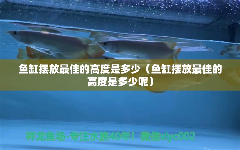 魚缸擺放最佳的高度是多少（魚缸擺放最佳的高度是多少呢） 祥龍魚場