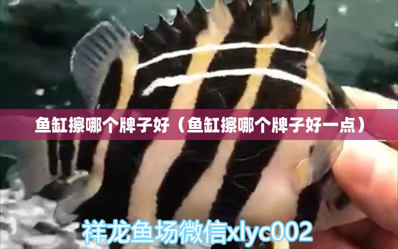 魚(yú)缸擦哪個(gè)牌子好（魚(yú)缸擦哪個(gè)牌子好一點(diǎn)） 黃金達(dá)摩魚(yú)