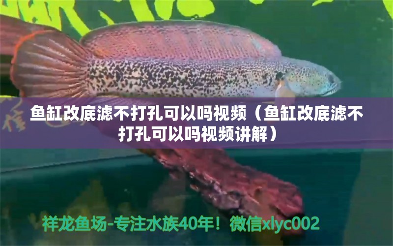 魚缸改底濾不打孔可以嗎視頻（魚缸改底濾不打孔可以嗎視頻講解）