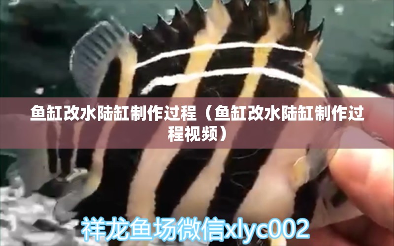 魚(yú)缸改水陸缸制作過(guò)程（魚(yú)缸改水陸缸制作過(guò)程視頻）