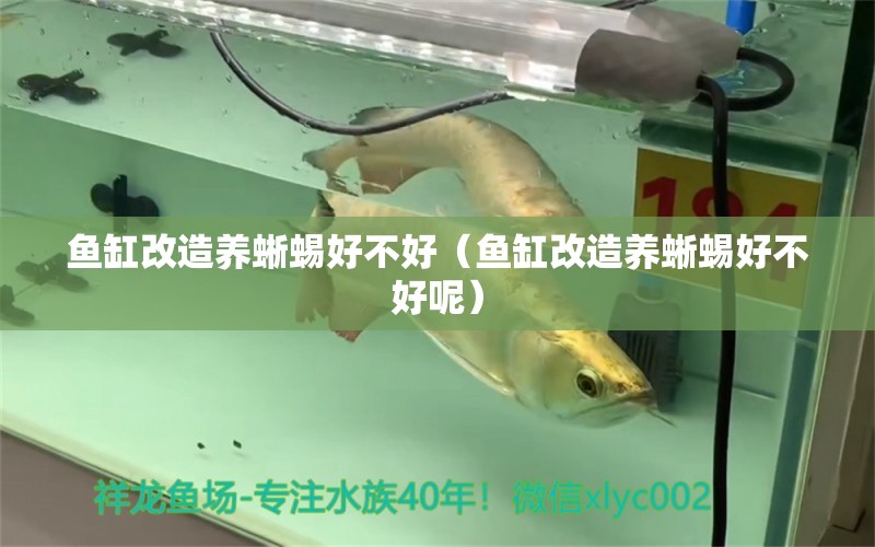 魚(yú)缸改造養(yǎng)蜥蜴好不好（魚(yú)缸改造養(yǎng)蜥蜴好不好呢）