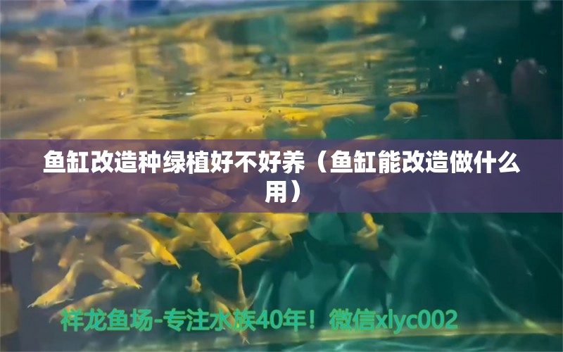 魚缸改造種綠植好不好養(yǎng)（魚缸能改造做什么用） 伊巴卡魚