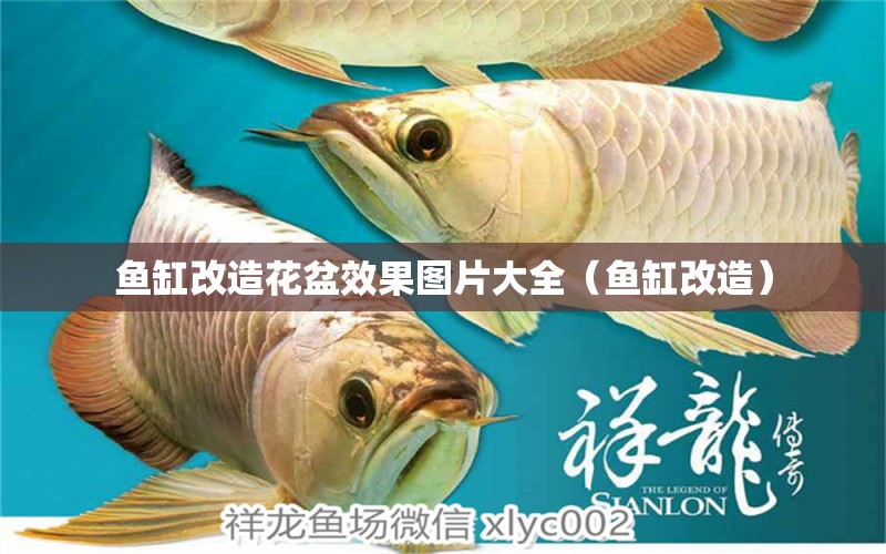 魚缸改造花盆效果圖片大全（魚缸改造）