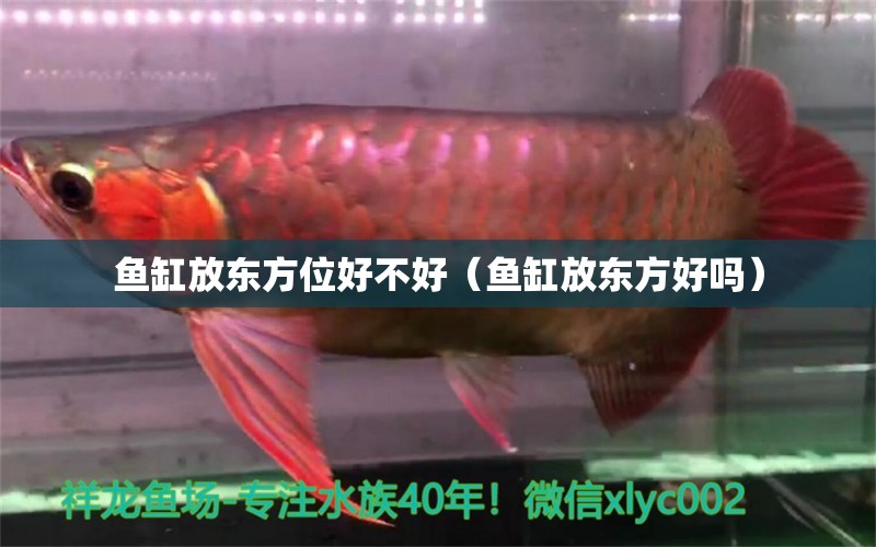 魚缸放東方位好不好（魚缸放東方好嗎） 觀賞魚飼料