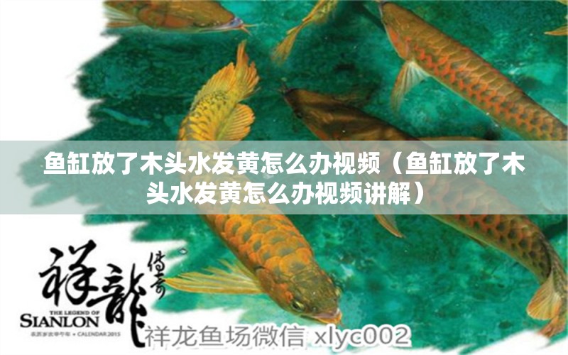 魚缸放了木頭水發(fā)黃怎么辦視頻（魚缸放了木頭水發(fā)黃怎么辦視頻講解） 其他品牌魚缸