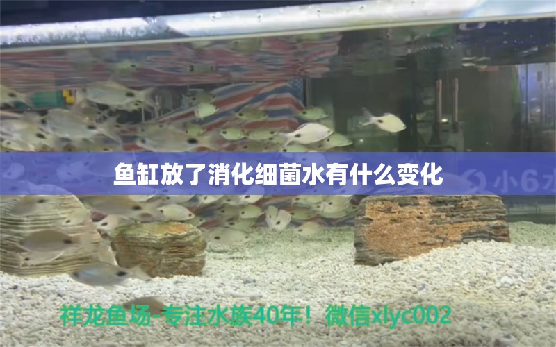 魚缸放了消化細菌水有什么變化