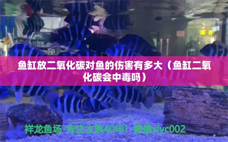 魚缸放二氧化碳對魚的傷害有多大（魚缸二氧化碳會中毒嗎）