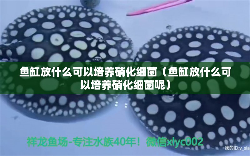 魚缸放什么可以培養(yǎng)硝化細(xì)菌（魚缸放什么可以培養(yǎng)硝化細(xì)菌呢） 硝化細(xì)菌