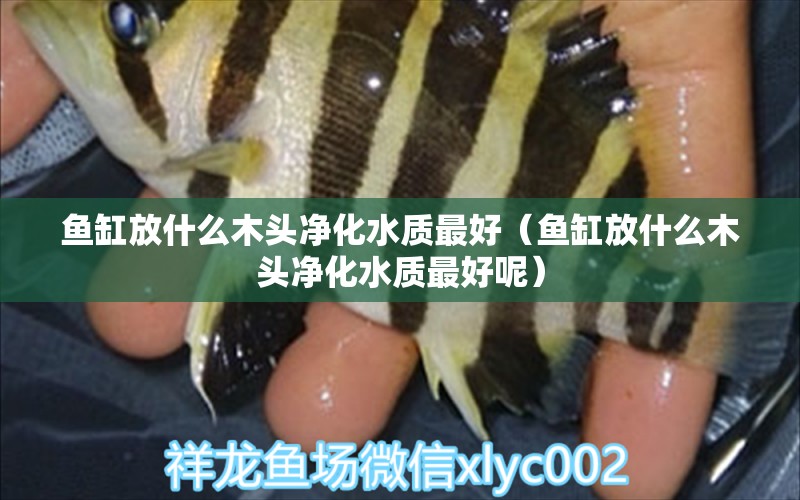 魚缸放什么木頭凈化水質最好（魚缸放什么木頭凈化水質最好呢）