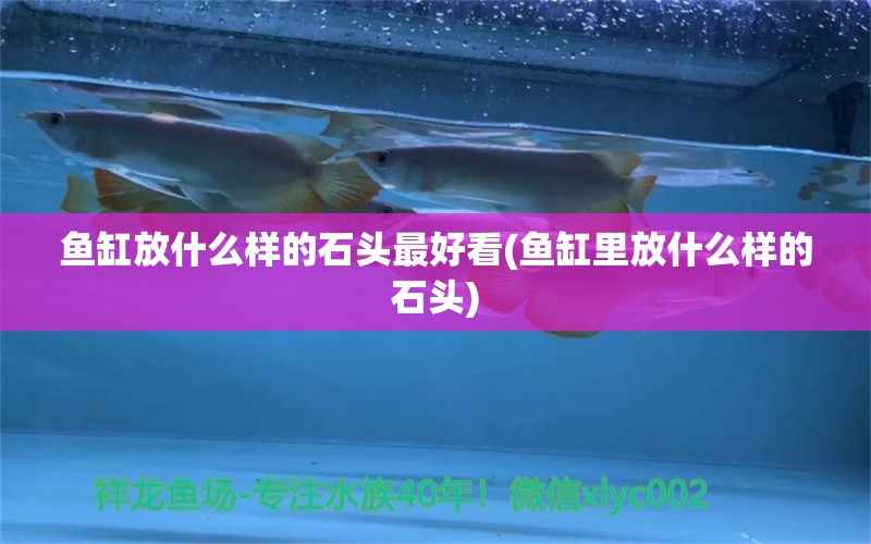 魚缸放什么樣的石頭最好看(魚缸里放什么樣的石頭) 魚缸風(fēng)水 第1張