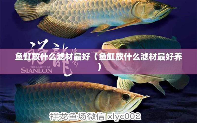 魚缸放什么濾材最好（魚缸放什么濾材最好養(yǎng)） 祥龍水族醫(yī)院