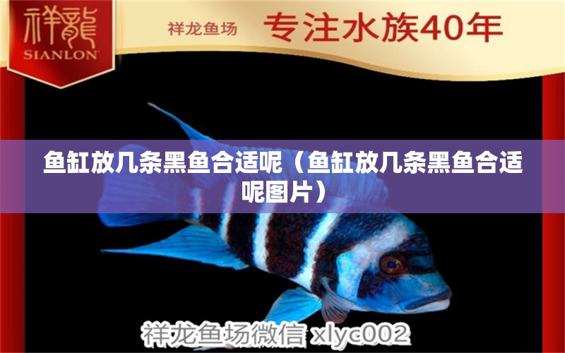 魚缸放幾條黑魚合適呢（魚缸放幾條黑魚合適呢圖片） 祥龍水族醫(yī)院