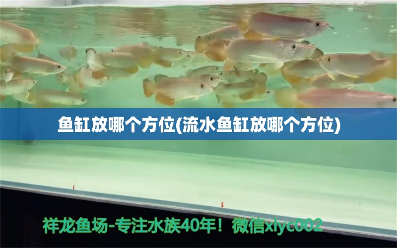 魚缸放哪個(gè)方位(流水魚缸放哪個(gè)方位)