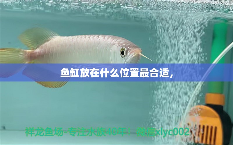 魚缸放在什么位置最合適， 水溫計