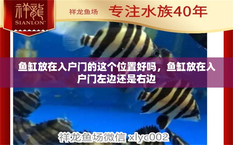 魚缸放在入戶門的這個位置好嗎，魚缸放在入戶門左邊還是右邊 養(yǎng)魚知識 第1張