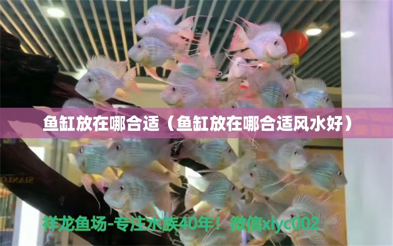 魚(yú)缸放在哪合適（魚(yú)缸放在哪合適風(fēng)水好） 魚(yú)缸風(fēng)水