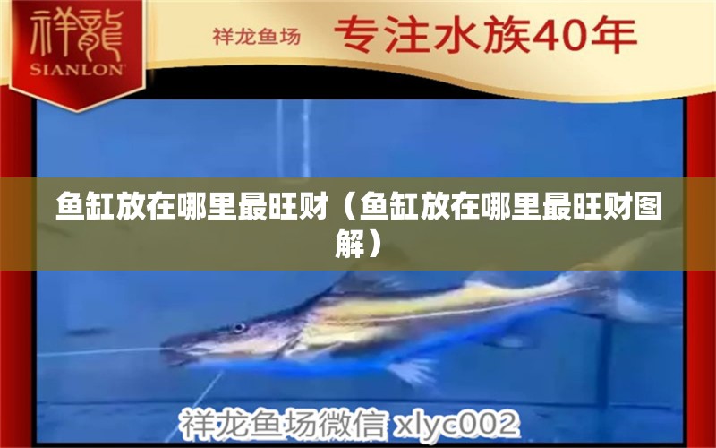 魚缸放在哪里最旺財（魚缸放在哪里最旺財圖解） iwish愛唯希品牌魚缸