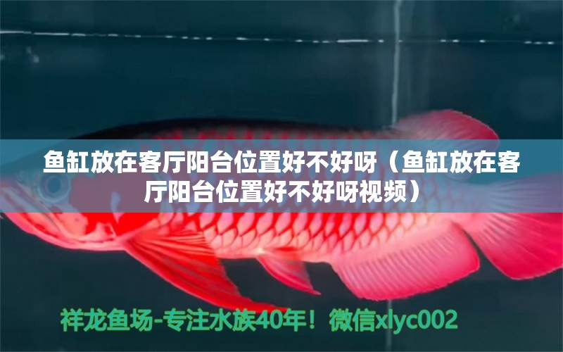 魚缸放在客廳陽臺位置好不好呀（魚缸放在客廳陽臺位置好不好呀視頻） 祥龍水族醫(yī)院