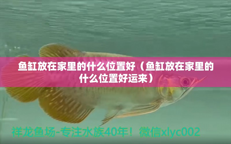 魚缸放在家里的什么位置好（魚缸放在家里的什么位置好運(yùn)來(lái)）