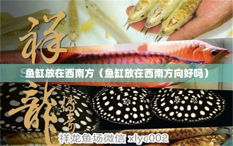 魚(yú)缸放在西南方（魚(yú)缸放在西南方向好嗎） 祥龍水族醫(yī)院