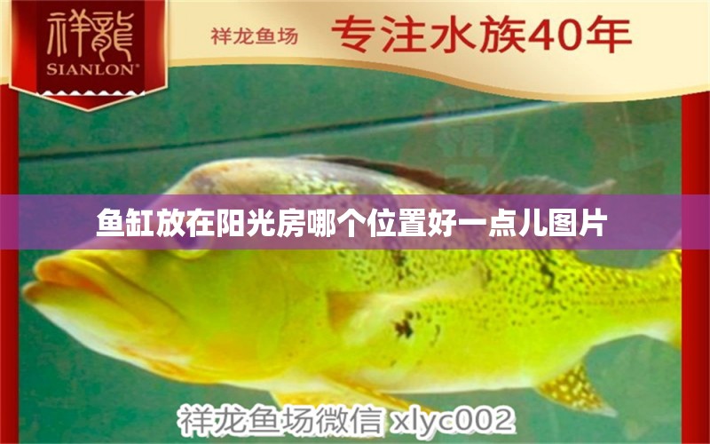 魚(yú)缸放在陽(yáng)光房哪個(gè)位置好一點(diǎn)兒圖片 